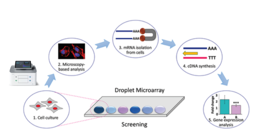 Workflow of “Cells-to-cDNA on Chip”. Briefly, 1. Cell culture and screening in micro/nanoliter droplets dispensed on DMA using the I.DOT Liquid Handler, 2. phenotypic analysis of cells by microscopy-based methods, 3. cell lysis and isolation of mRNA using poly-T magnetic beads, 4. mRNA to cDNA conversion within the same droplet, 5. Collection of cDNA for qualitative and quantitative gene expression analysis. Image modified from Chakraborty et al. (2022). 